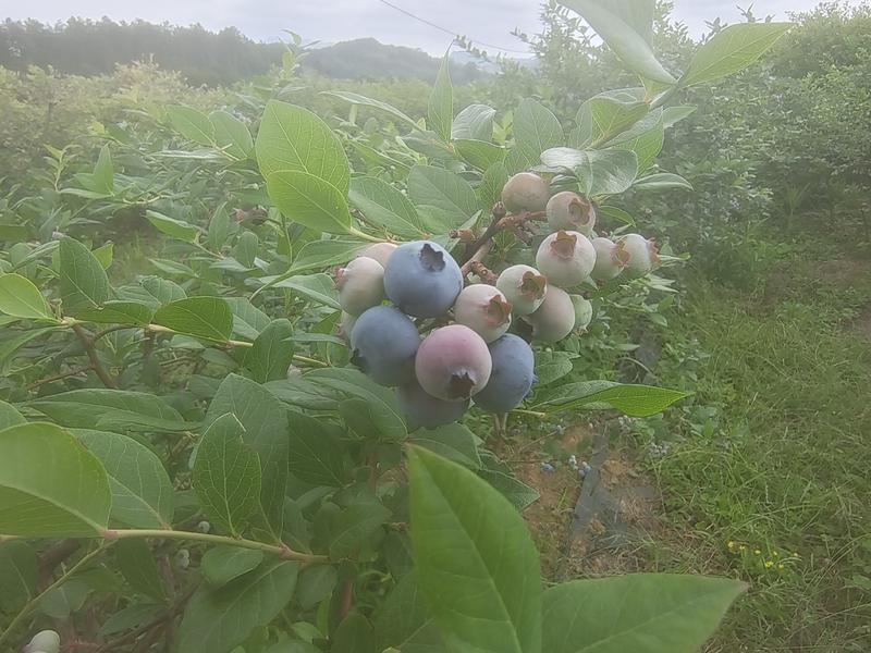 蓝莓鲜果，产地直发，一手货源，量大从优，欢迎来电咨询