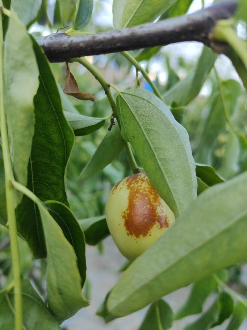 大荔冬枣