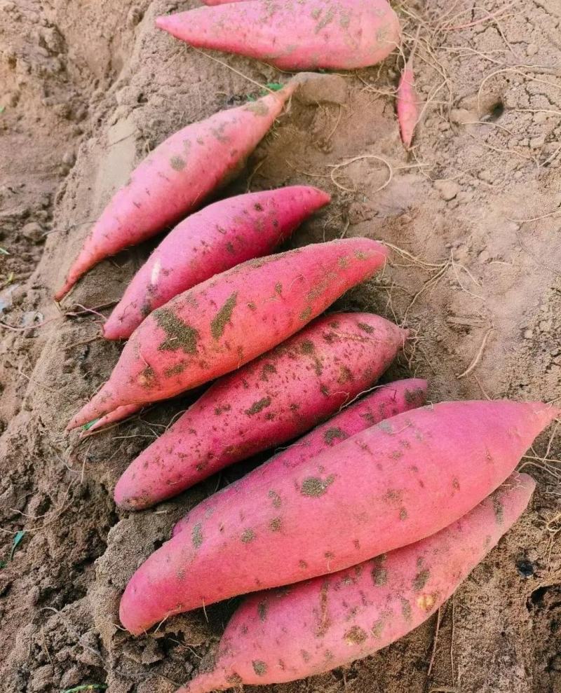 长条西瓜红红薯电商蜜薯打粉淀粉厂红薯加工厂养殖场