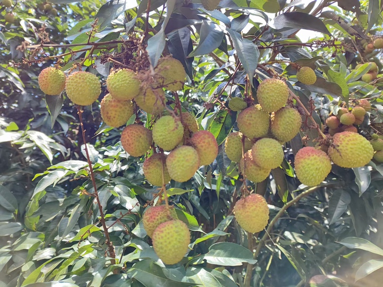 成熟的荔枝挂满枝头,果实红润饱满,呈现出夏季丰收的景象 荔枝成熟季节