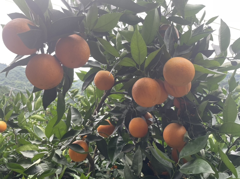 脐橙树开花结果特写