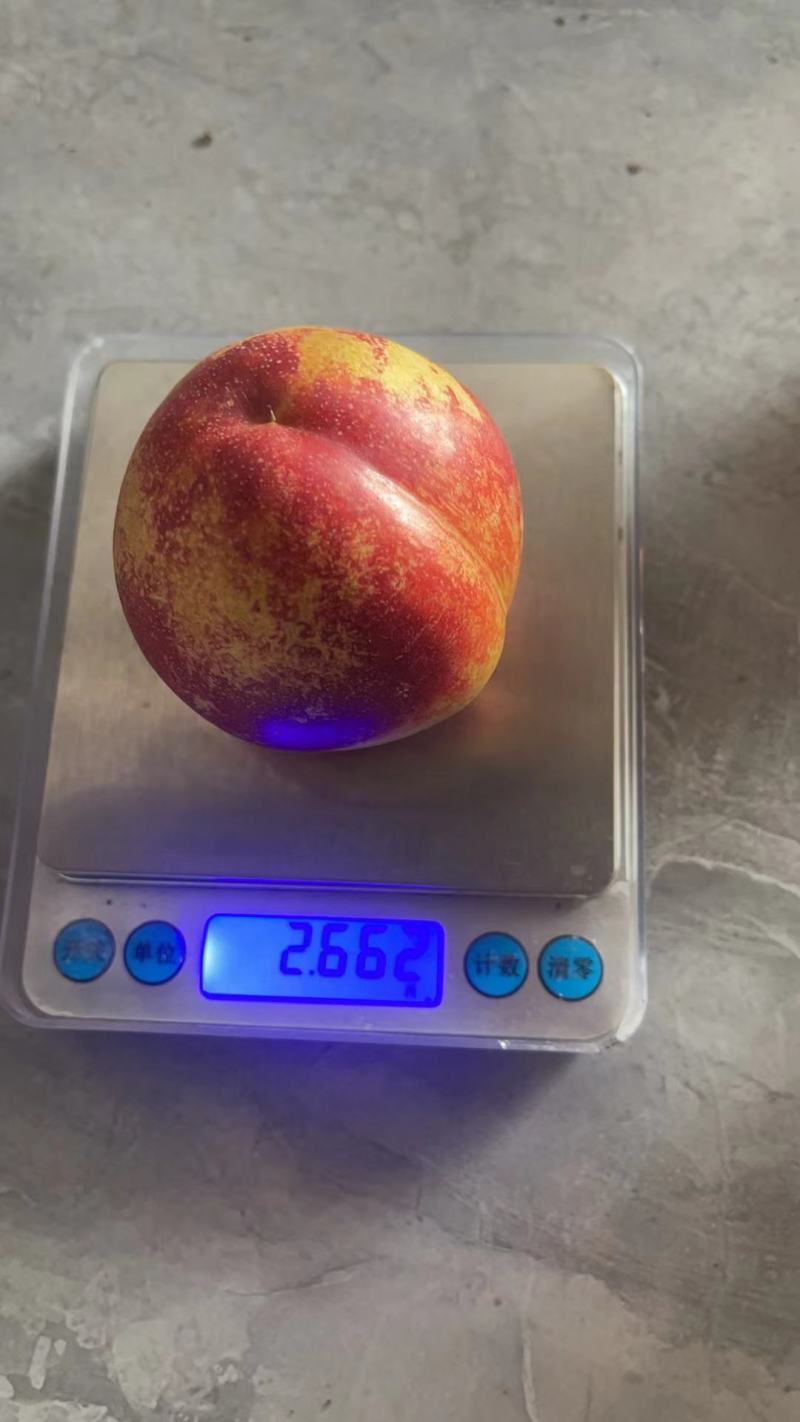 黄肉油桃一手货源，大量现货