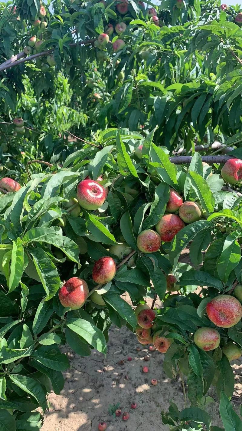 油蟠桃36--3产地一手货源，套袋不套袋的大量有货