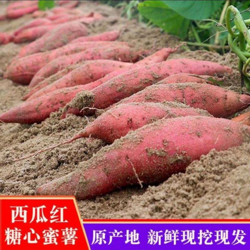 西瓜红养殖红薯供电商红薯加工厂红薯地瓜龙九蜜薯