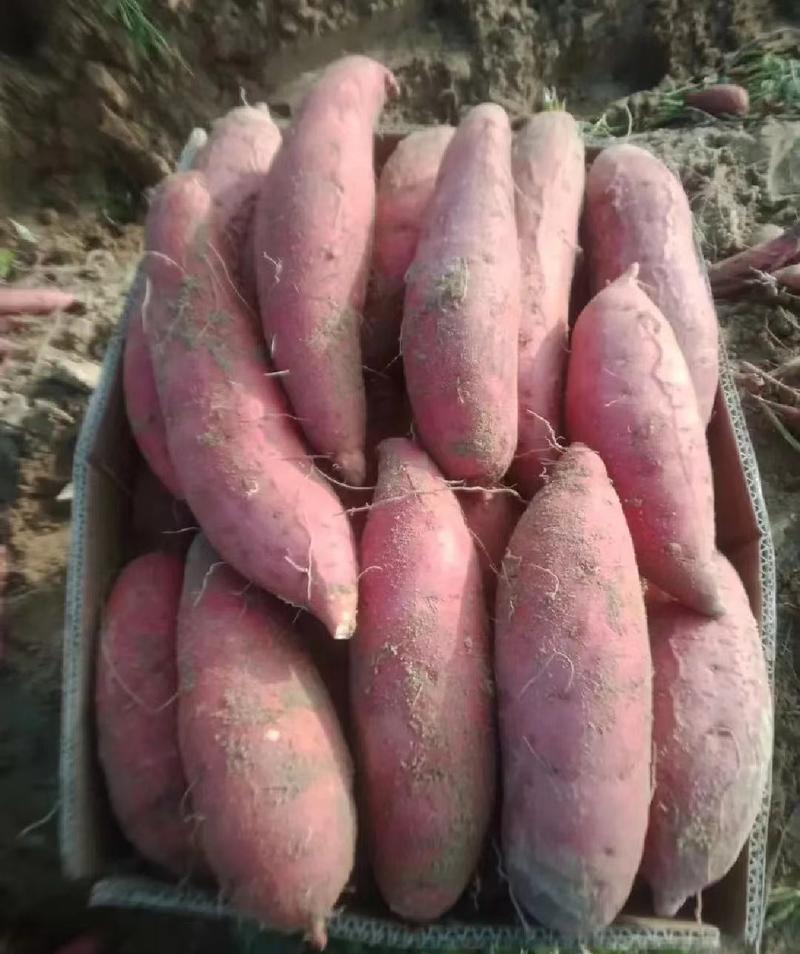 西瓜红养殖红薯供电商红薯加工厂红薯地瓜龙九蜜薯