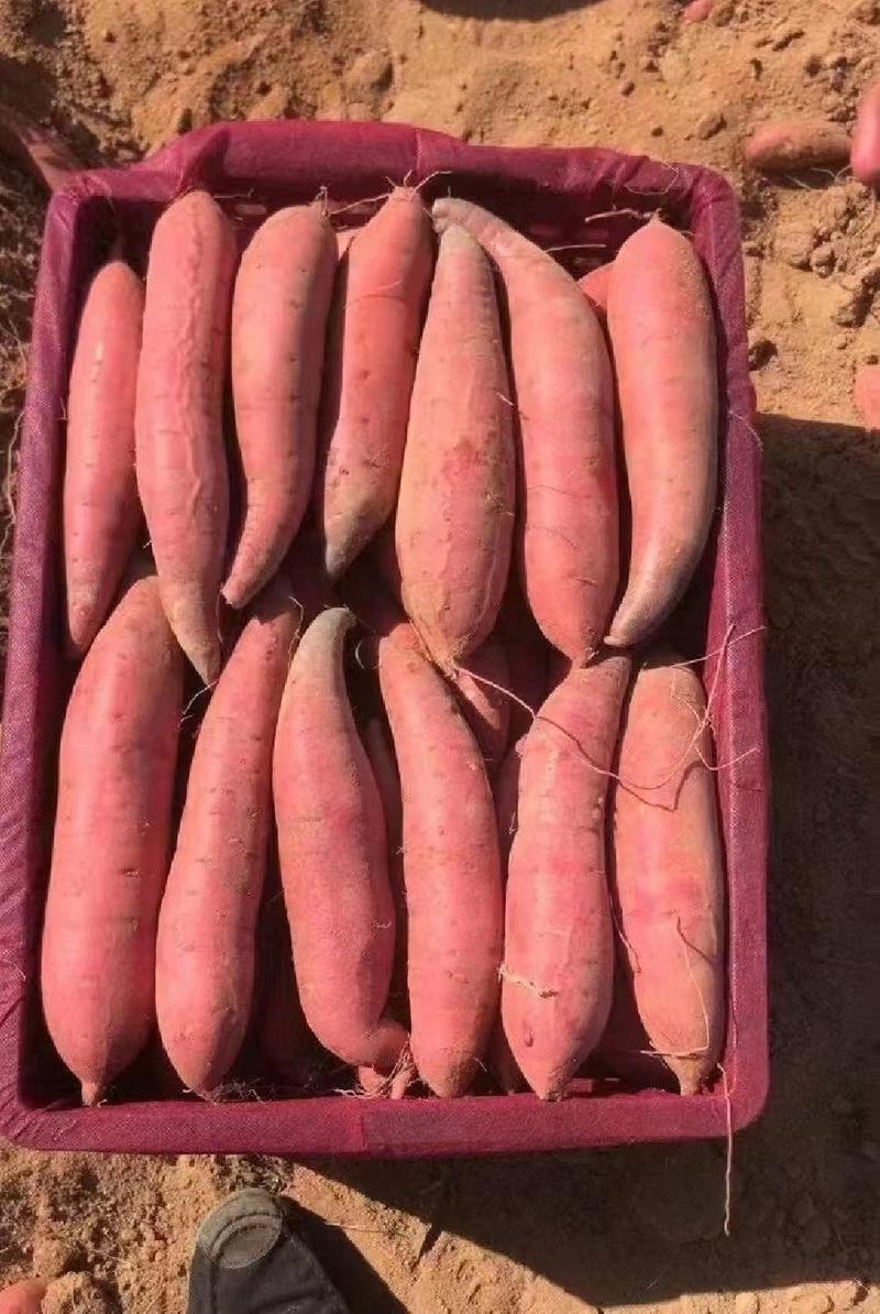 西瓜红养殖红薯供电商红薯加工厂红薯地瓜龙九蜜薯