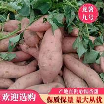 龙薯九号养殖红薯供电商龙九红薯加工厂红薯地瓜