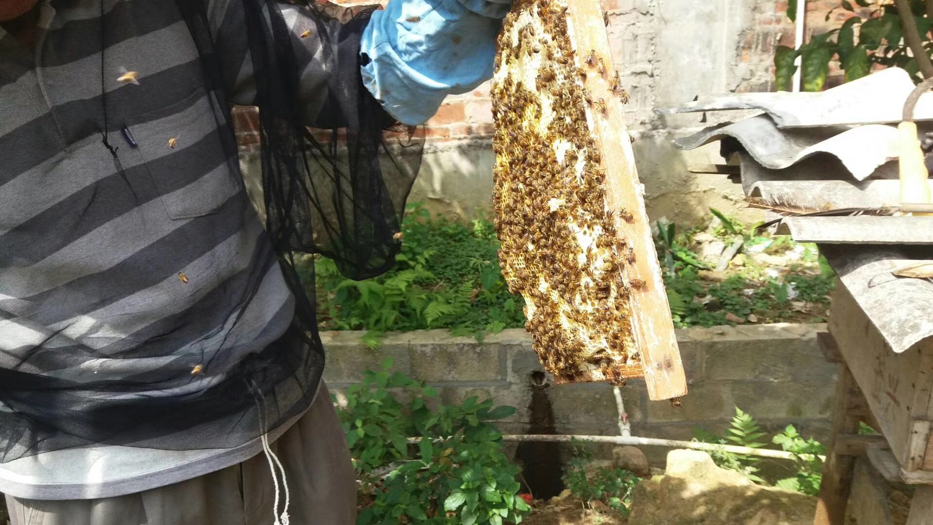 蜂蜜采集与蜂农工作场景