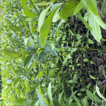 黄白含笑花嫁接苗