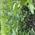 黄白含笑花嫁接苗