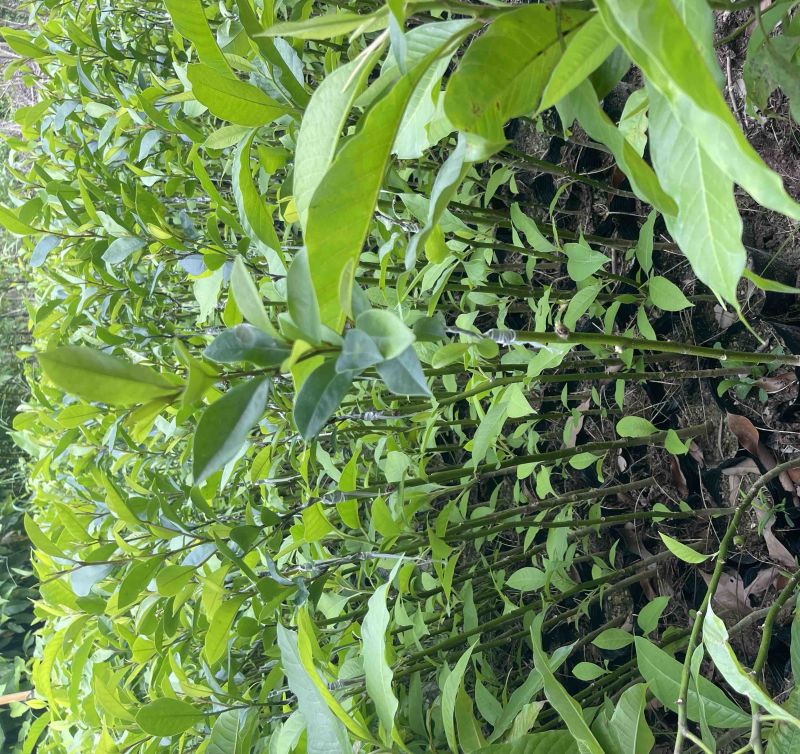 黄白含笑花嫁接苗
