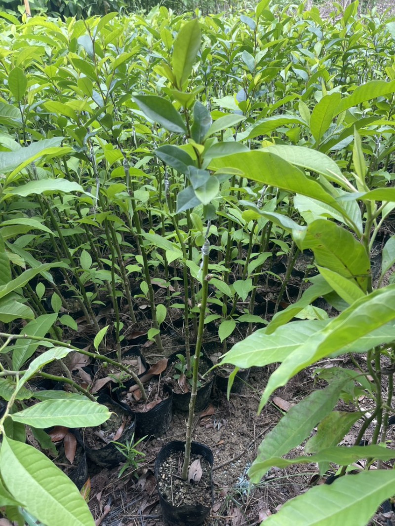 黄白含笑花嫁接苗