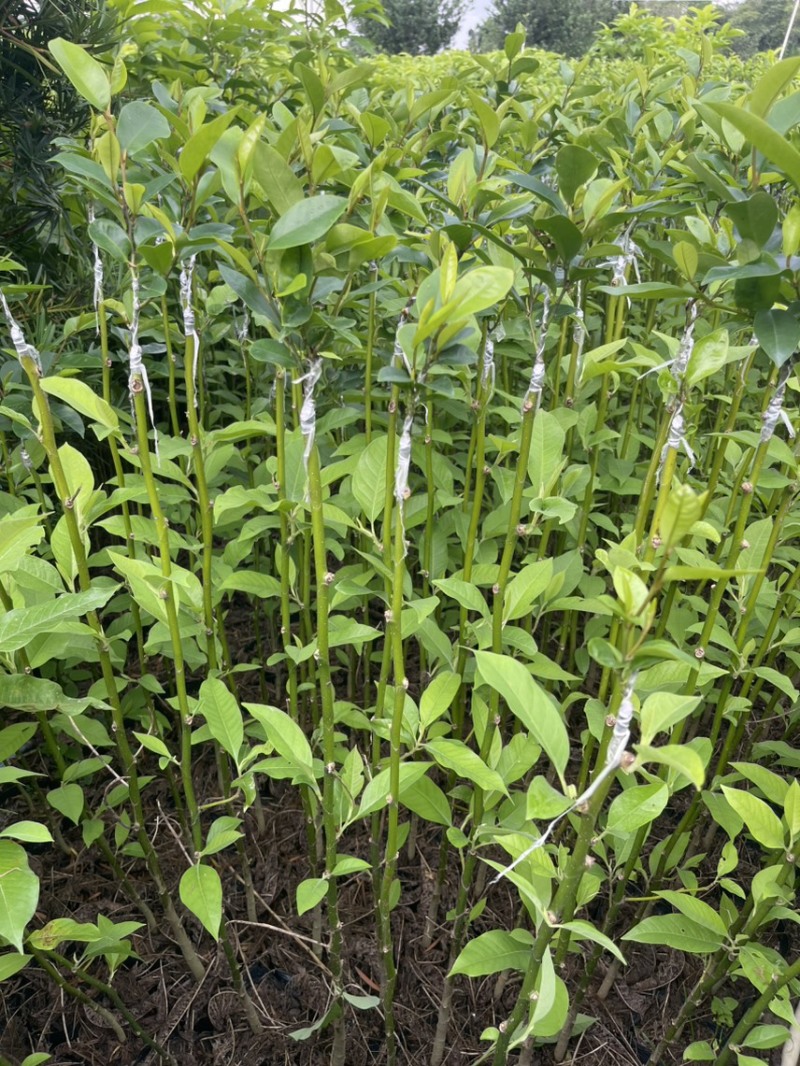 黄白含笑花嫁接苗