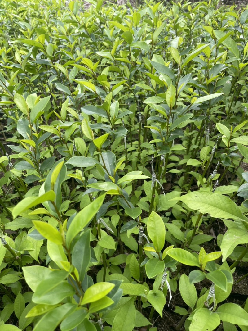 黄白含笑花嫁接苗