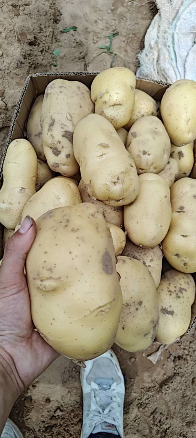 黄心土豆大量上市价格低，电商土豆，保质保量