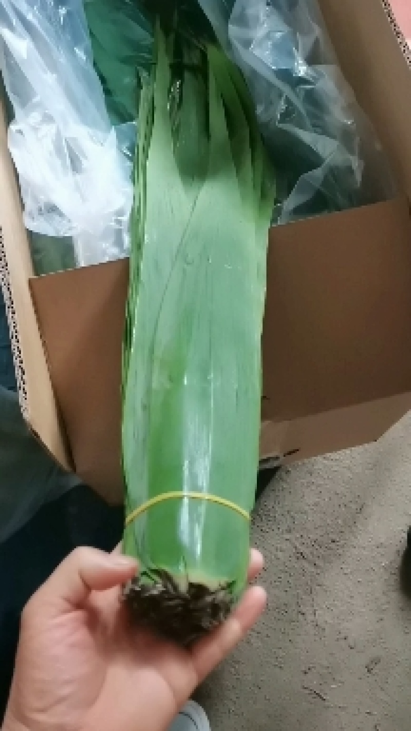 粽叶