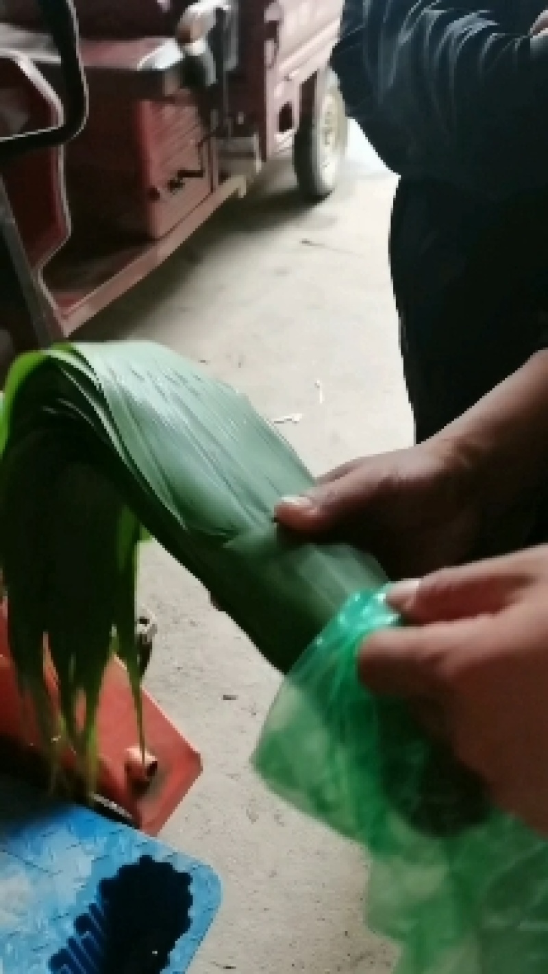 粽叶