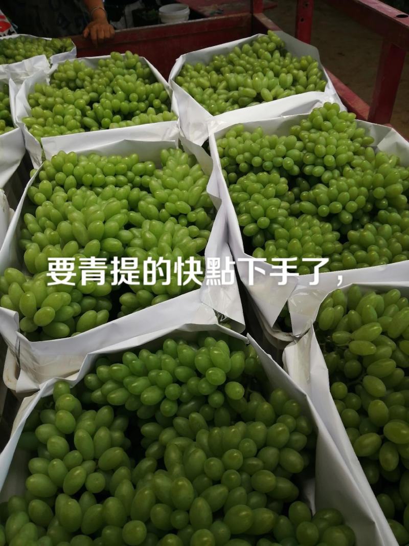 弥勒青提葡萄，口感香甜，欢迎各位大佬合作