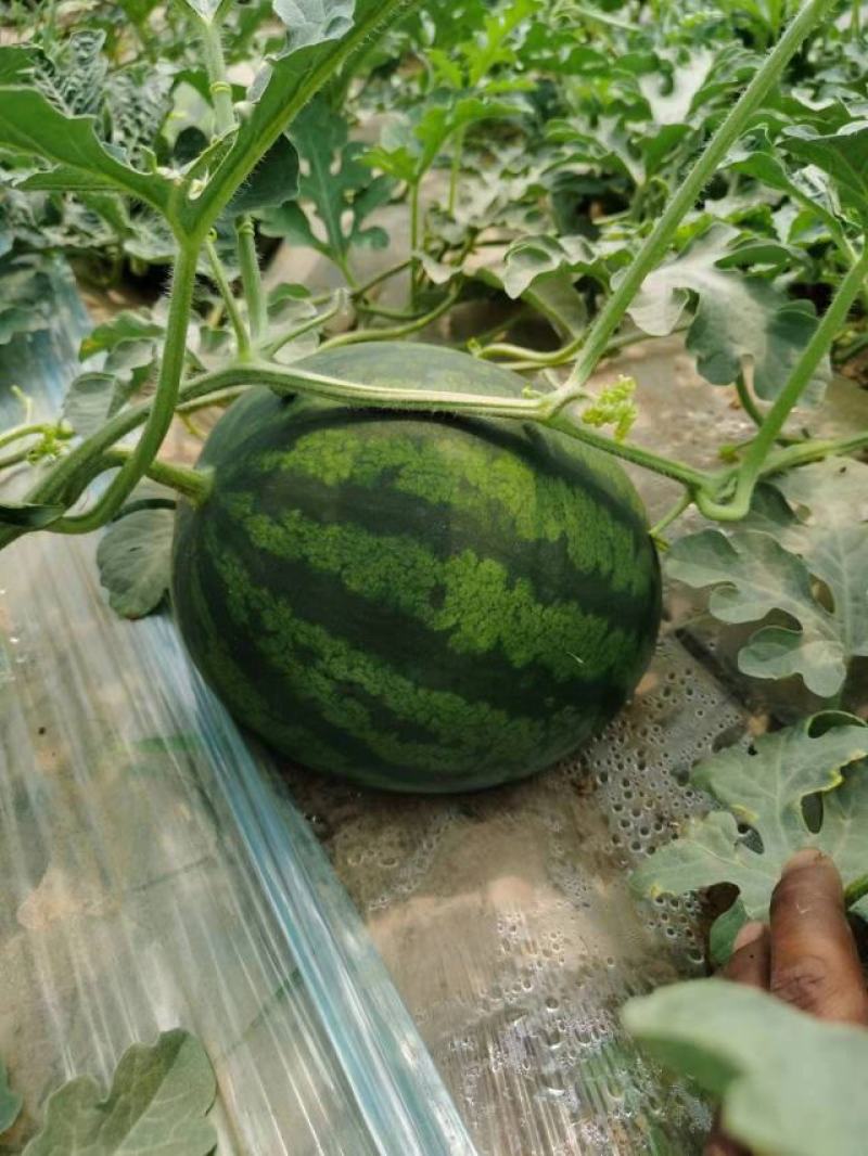 慕甜佳宝西瓜黑皮西瓜糖度14大量上市价格看瓜定价欢迎来电