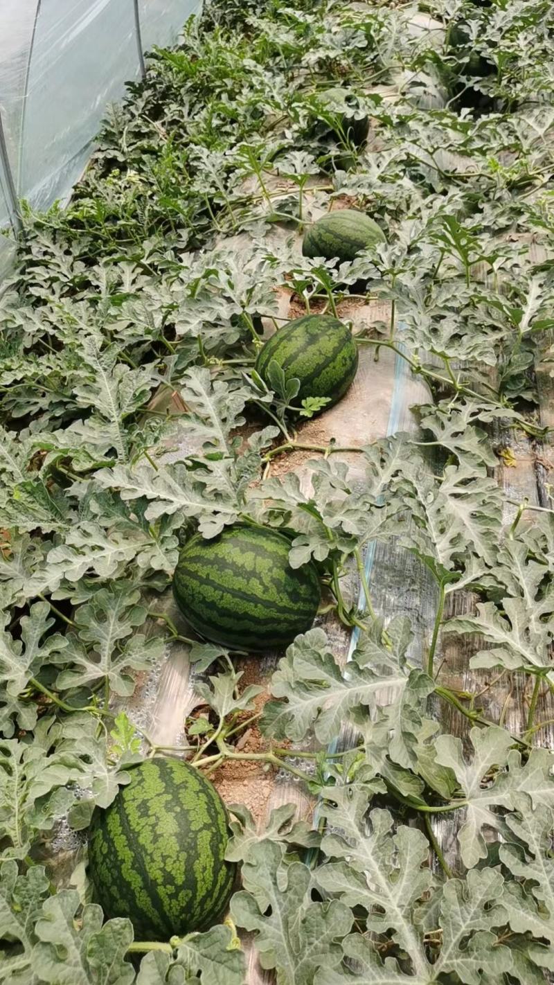 慕甜佳宝西瓜黑皮西瓜糖度14大量上市价格看瓜定价欢迎来电
