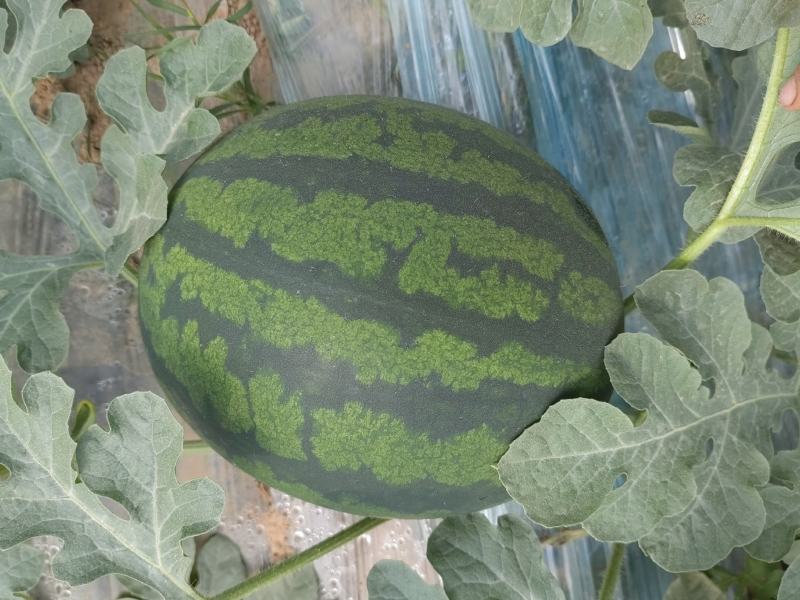 慕甜佳宝西瓜黑皮西瓜糖度14大量上市价格看瓜定价欢迎来电