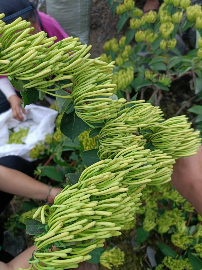 湘蕾山银花上新了，