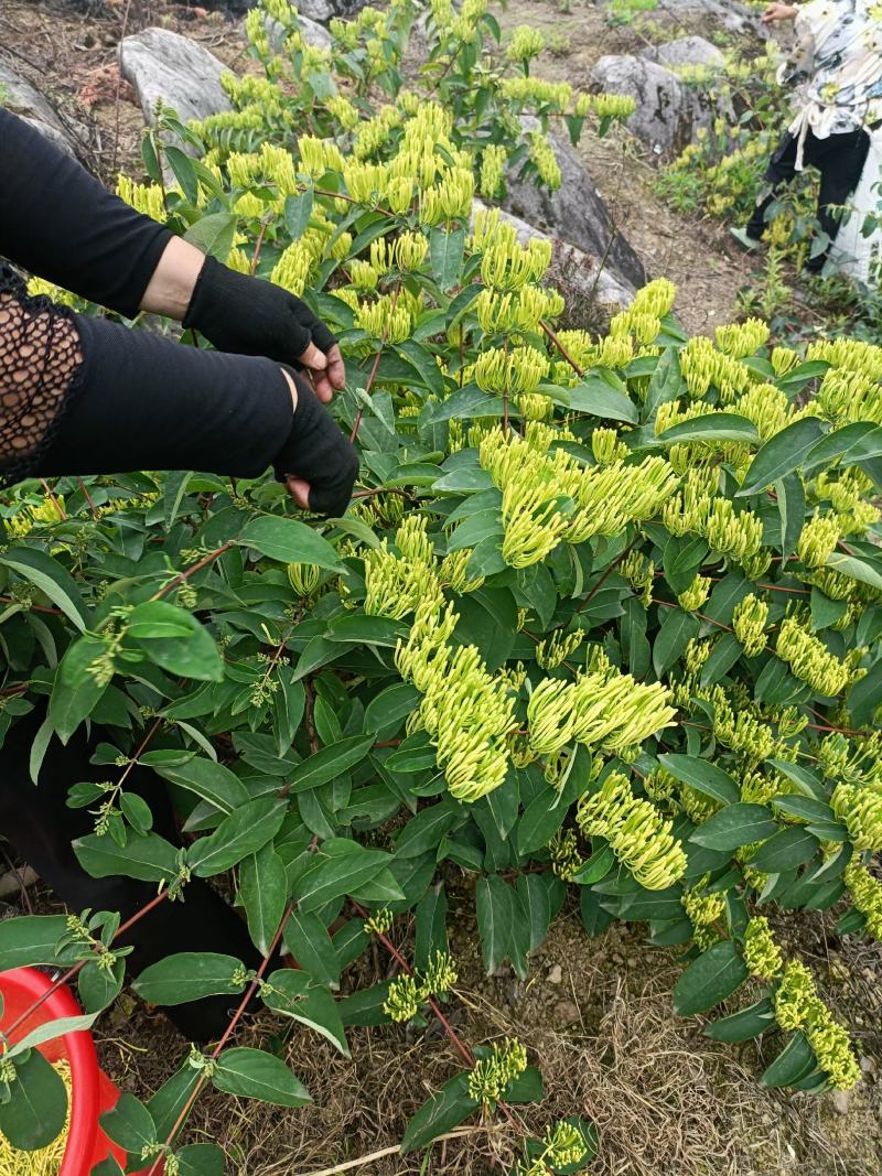 湘蕾山银花上新了，