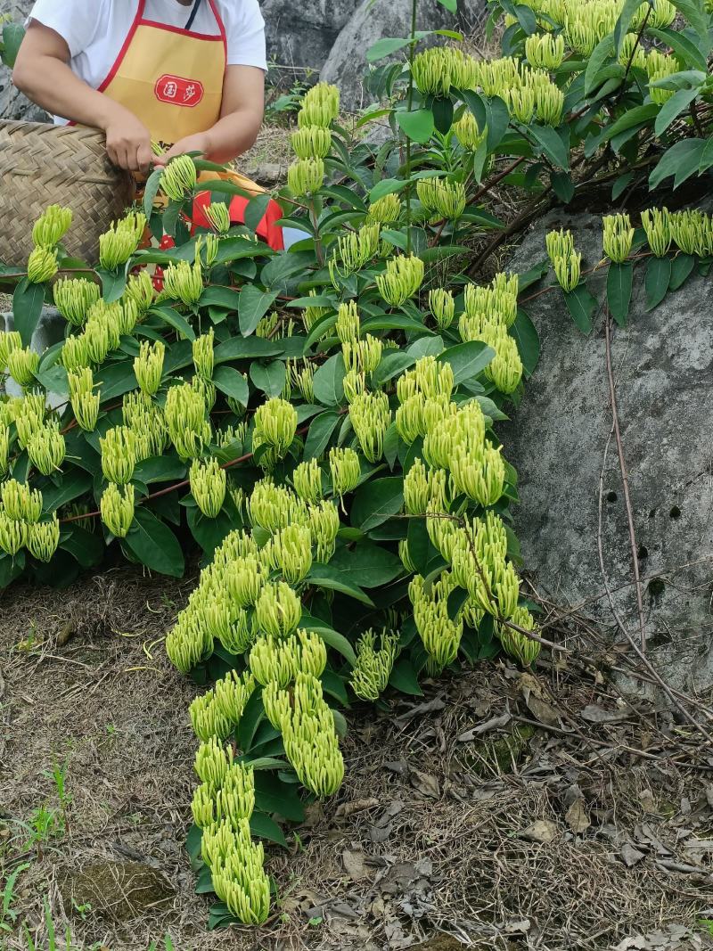 湘蕾山银花上新了，