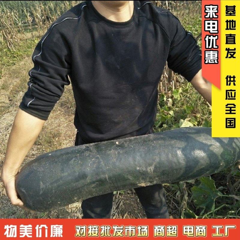 精品黑皮冬瓜吊冬瓜地冬瓜加工厂糖厂冬瓜电商冬瓜