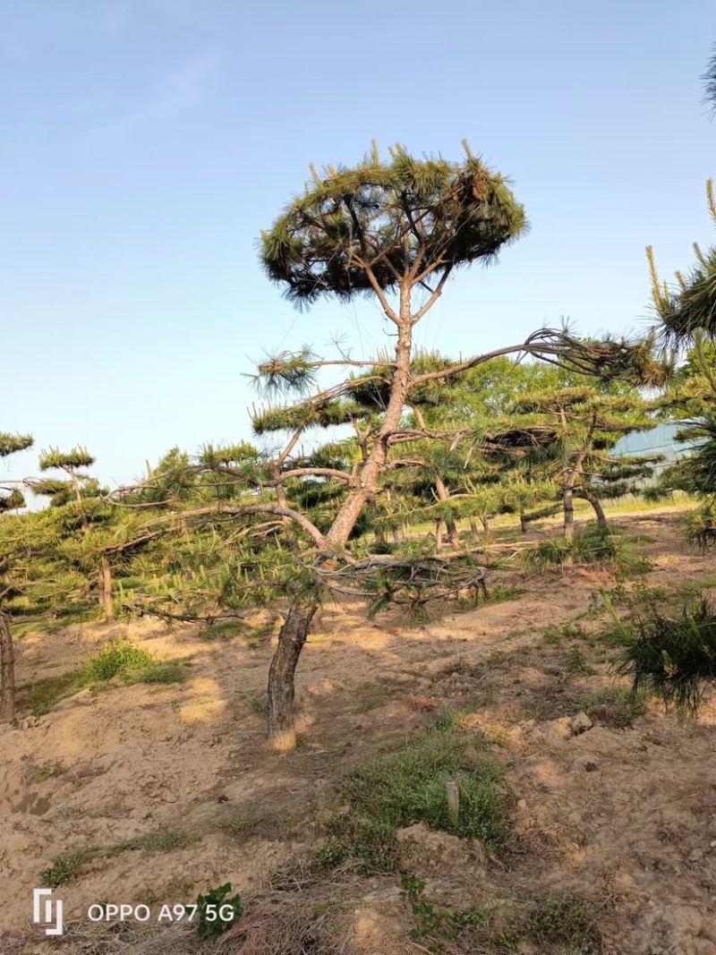 保定精品造型油松1.5到5米规格齐全基地直供欢迎来电