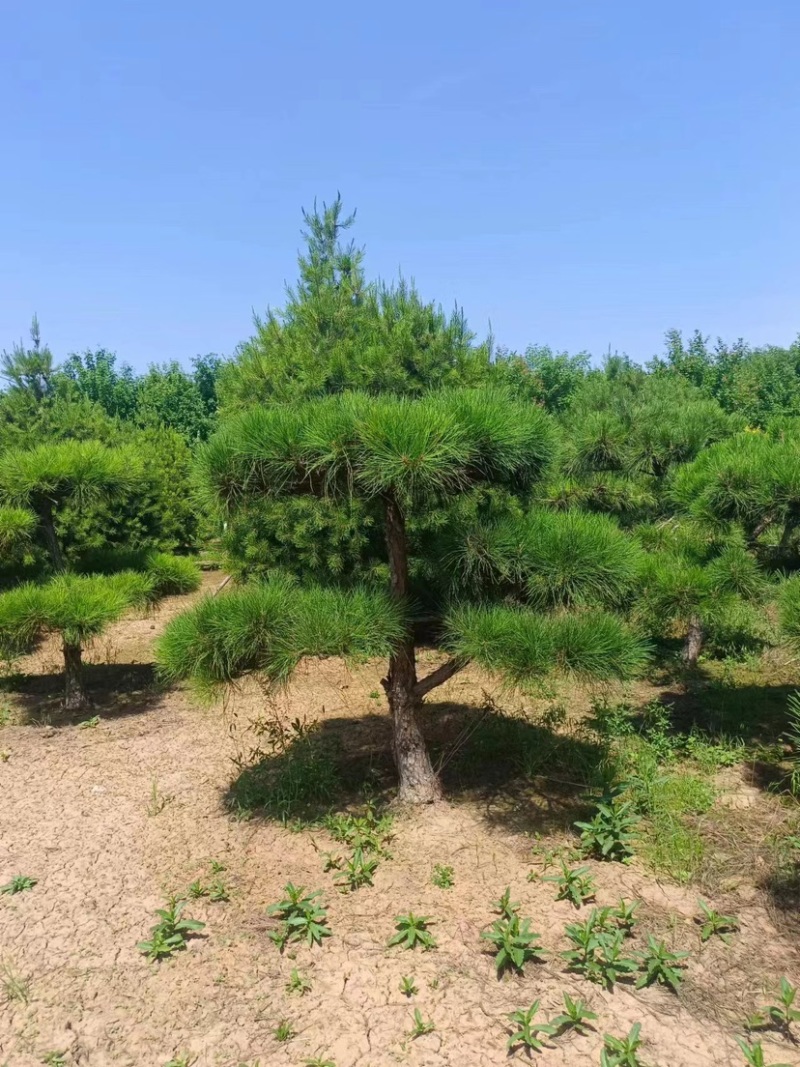 保定精品造型油松1.5到5米规格齐全基地直供欢迎来电