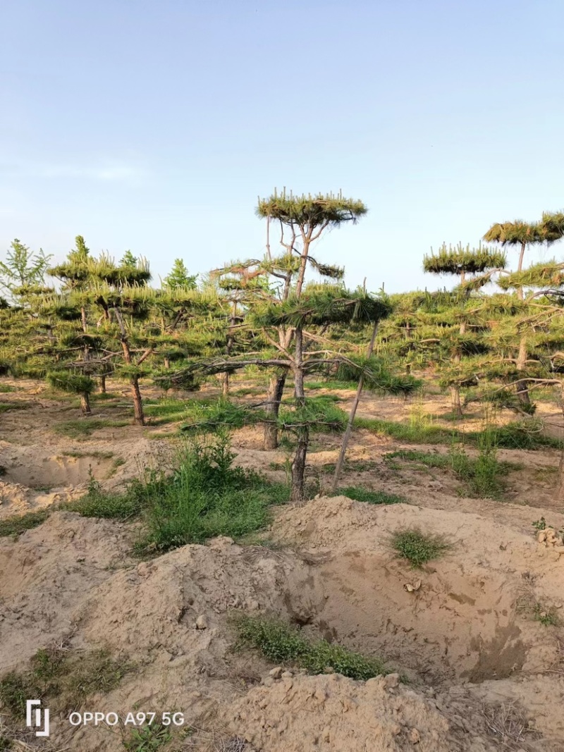 保定精品造型油松1.5到5米规格齐全基地直供欢迎来电