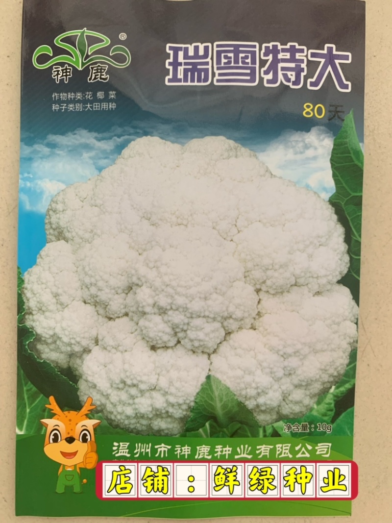 早中熟白菜花瑞雪特大80天白菜花种子单球重1.5kg