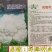 早中熟白菜花瑞雪特大80天白菜花种子单球重1.5kg