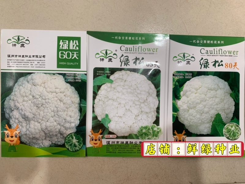 早中熟白菜花瑞雪特大80天白菜花种子单球重1.5kg