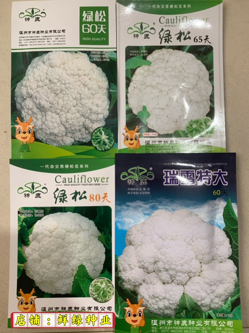 早中熟白菜花瑞雪特大80天白菜花种子单球重1.5kg