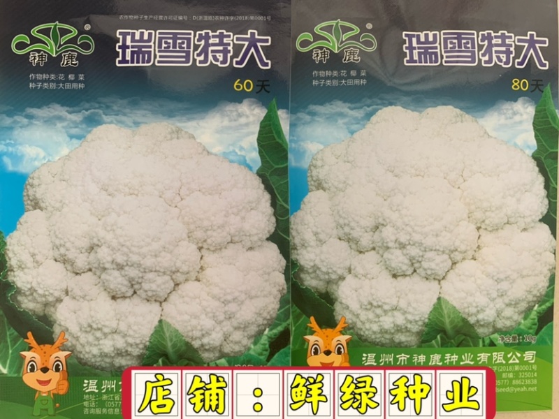 早中熟白菜花瑞雪特大80天白菜花种子单球重1.5kg