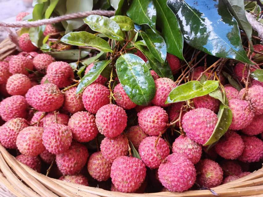 一篮新鲜荔枝果,色泽红润,果肉饱满 新鲜荔枝果篮