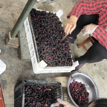 大量桑葚上市。承接果汁厂。酒厂。各种加工厂。保证货源充足