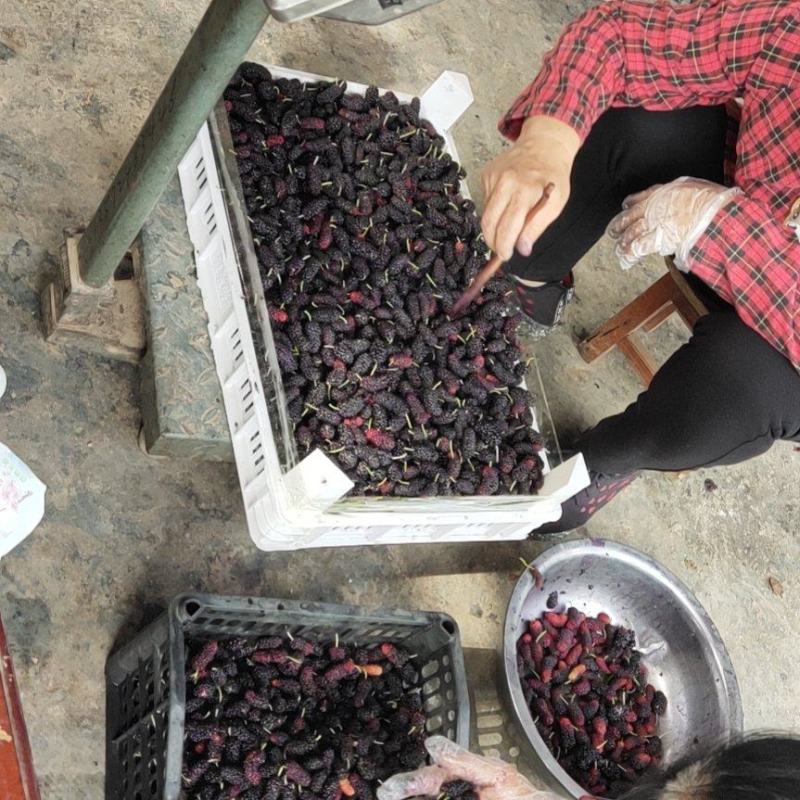 大量桑葚上市。承接果汁厂。酒厂。各种加工厂。保证货源充足