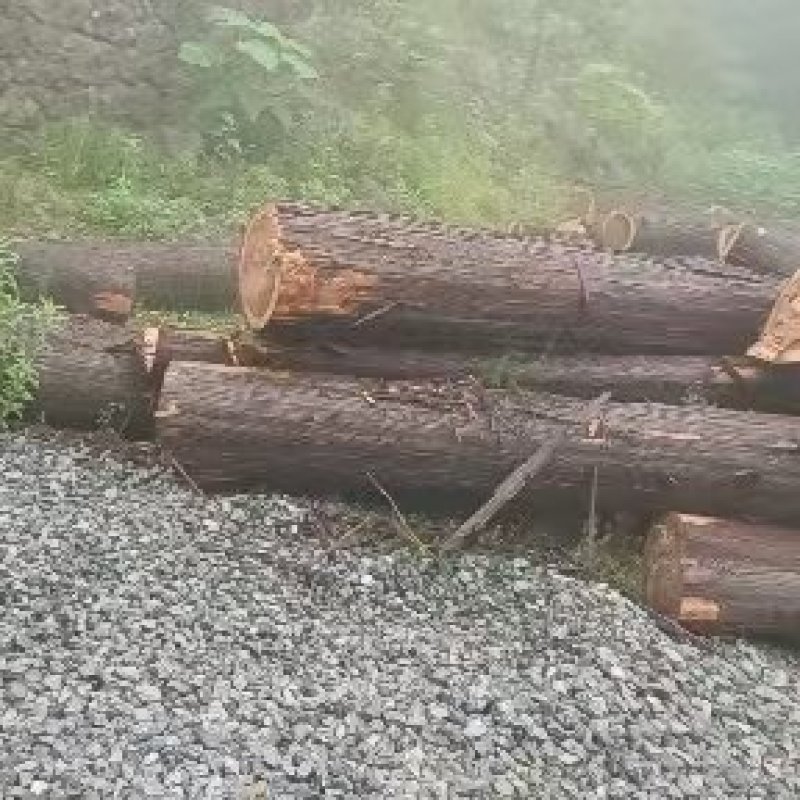 柳杉杉树原木一手货源，重庆武隆基地供货，规格多样，电联