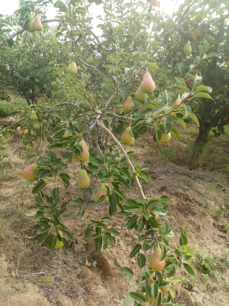 无核巴梨，精品洋梨，产地直供，诚信经营，品质保证。