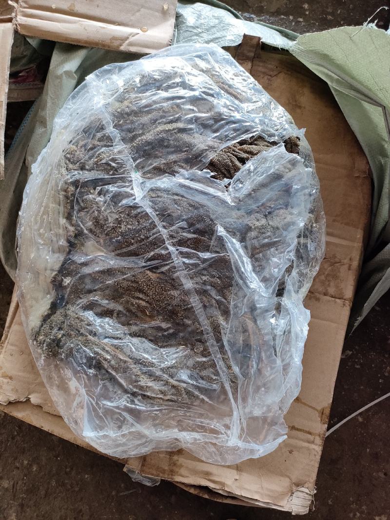广西南宁精品牛百叶，厂家一手货源，货源充足稳定，量大从优