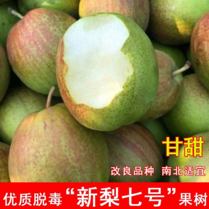 精品新梨七号香梨库尔勒香梨对接电商平台团购市场
