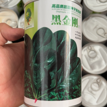 250克装半直大黑圆叶耐寒菠菜种叶片厚实高抗霜霉病品质好