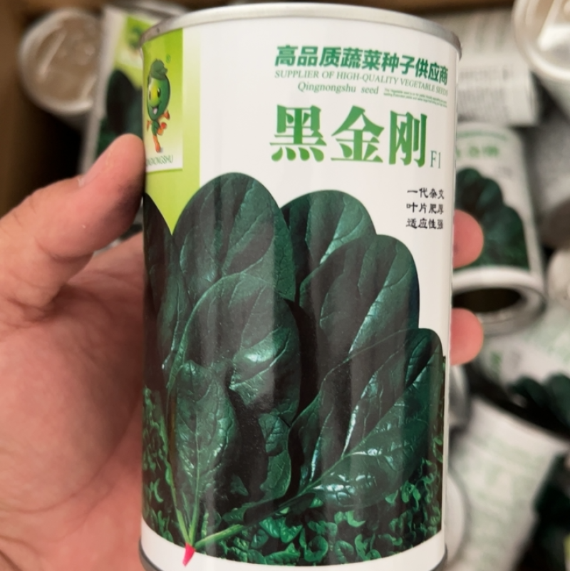 半直立和趴地菠菜种子耐寒性好产量高更叶片油亮厚实口感佳