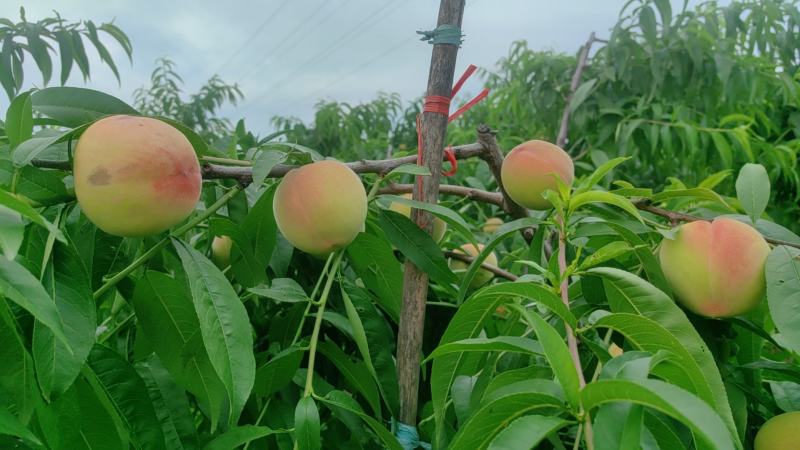 中桃14马上成熟需要的预购