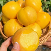 【产地直供】精品黄油桃大量走货品质价格可来电详谈