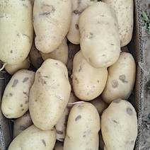 黄心土豆大量上市价格低，电商土豆，保质保量
