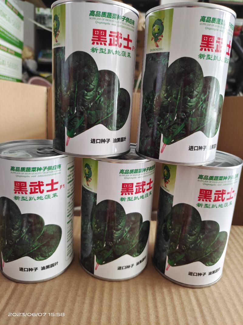 耐热趴地菠菜种子油亮圆叶抗性强250克500克